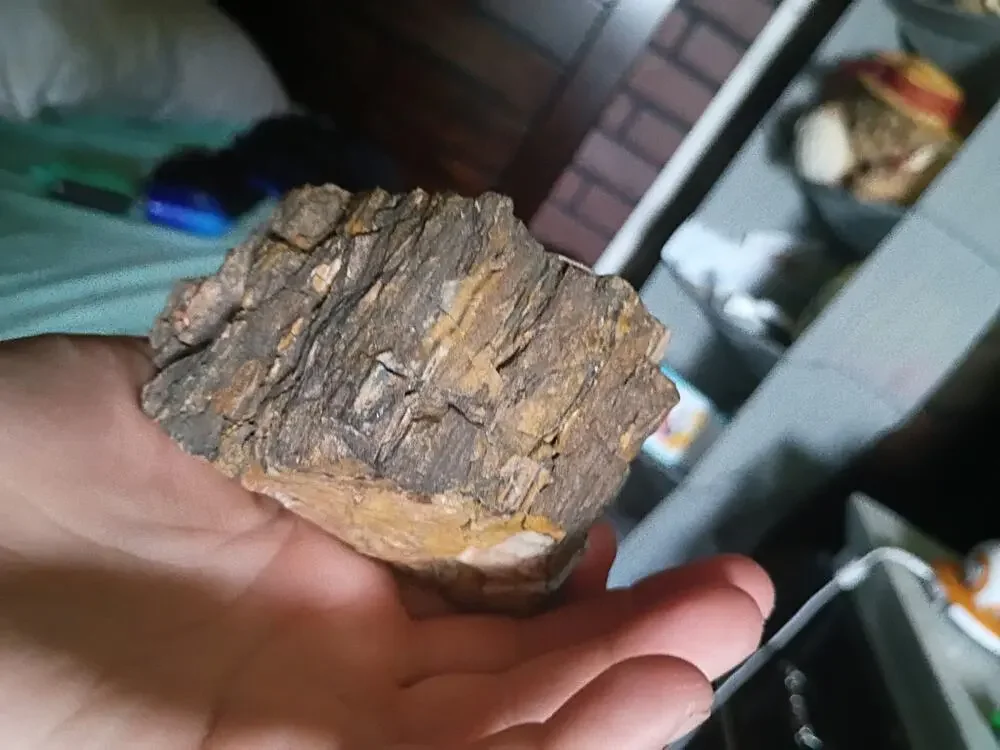1960 Large petrified wood natural specimen